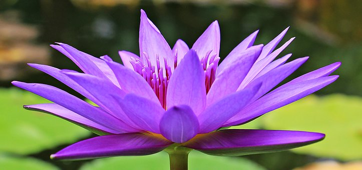 water-lily-1585178__340
