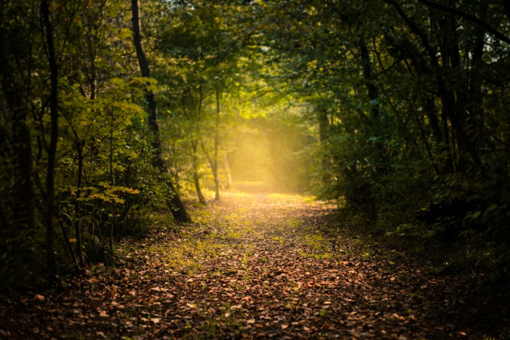 Chemin lumineux dans la forêt de Rambouillet, symbolisant le parcours de l'hypnose pour la libération des traumatismes et des addictions.